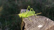 Masuren und Naturschutzgebiete auf dem Green Velo Radweg